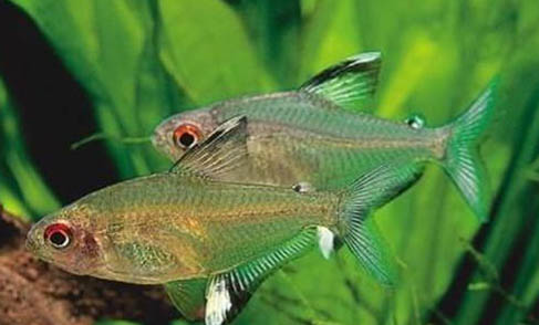 剛買回來的鳳尾魚怎么養