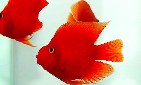 釣魚需要綁線嗎