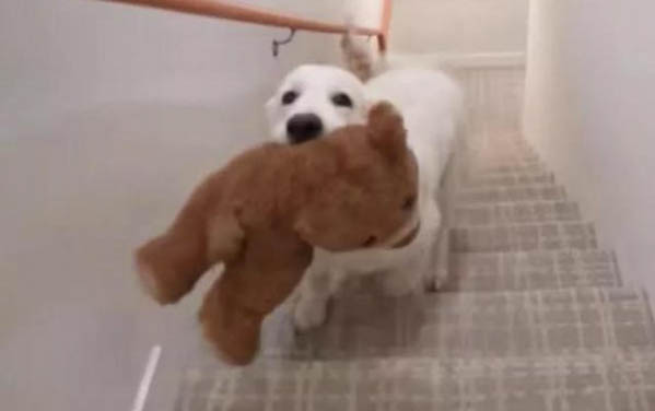 狗狗能吃西瓜嗎