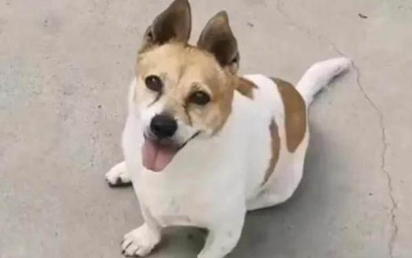 狗狗鼻塞呼吸困難可以喂點牛奶嗎