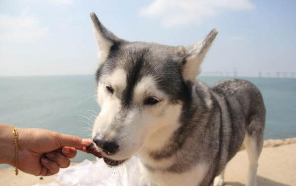 東德牧羊犬價(jià)格一覽表