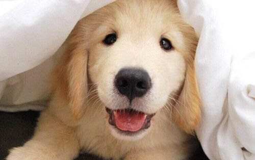 金毛跟土狗幼犬辨別