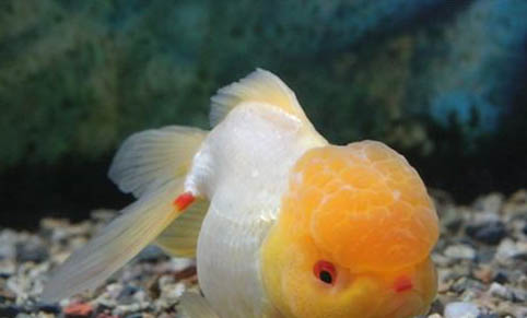 導(dǎo)致觀賞魚(yú)感染疾病的因素有哪些