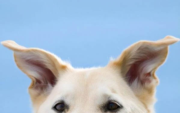 狗狗吃飯不嚼直接吞
