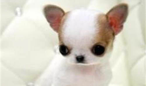 吉娃娃懷孕的那些事兒
