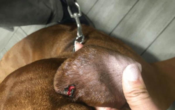 狗狗口臭怎么處理?