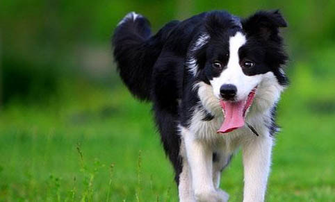 蘇格蘭牧羊犬缺鈣了會有哪些癥狀