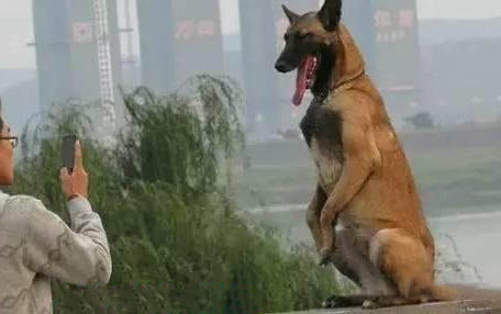 小狗一抽一抽像打嗝