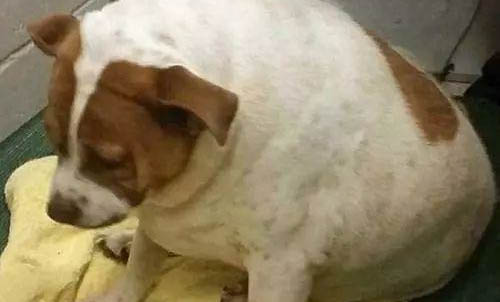 狗狗生理期能不能洗澡啊