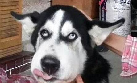 哈士奇晚上老是叫怎么辦