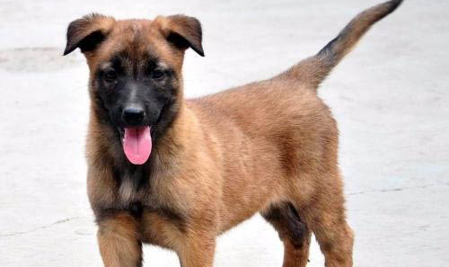 怎么訓(xùn)練馬犬下水游泳
