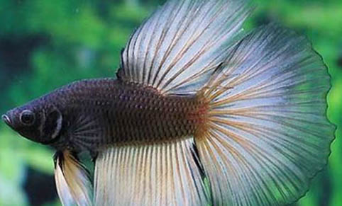 養(yǎng)魚水草哪種好