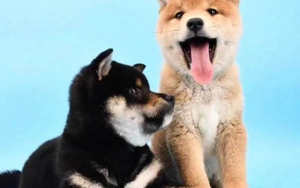 狗狗可以吃西瓜嗎
