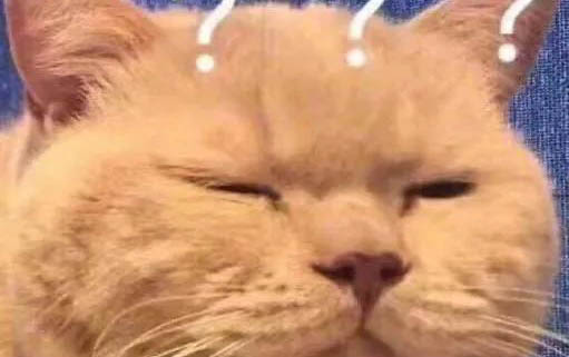 貓咪掉毛要怎么處理