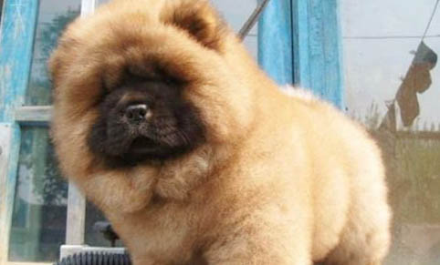 松獅犬子宮蓄膿能活多久