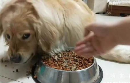 狗狗總是搖頭甩耳朵的原因及處理方法