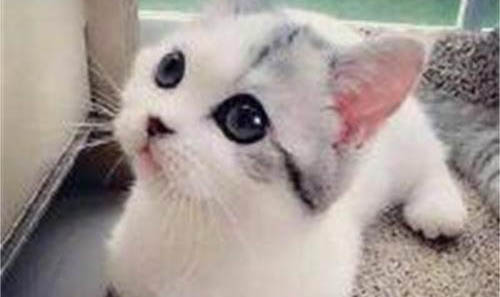 貓咪可以長(zhǎng)期吃復(fù)合維生素嗎?