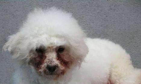 狗狗最常見的睡姿是哪種