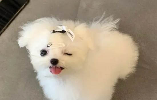 狗狗體內外驅蟲多久做一次
