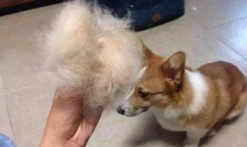 狗狗不會用尿墊怎么辦