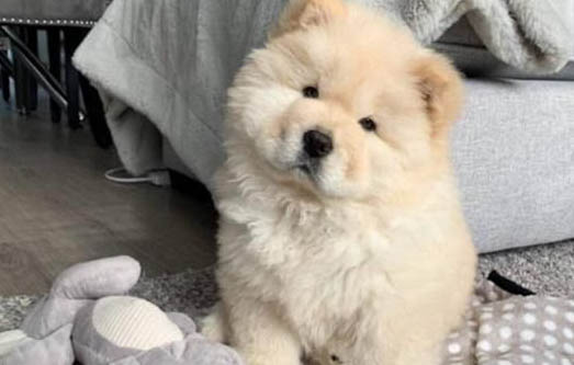 狗狗幾個月能懷孕