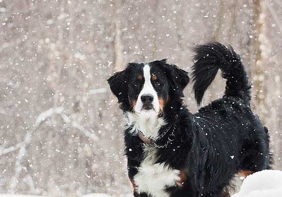 一個(gè)月的伯恩山犬可以洗澡嗎