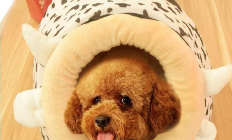 狗狗得了狂犬病會有哪些癥狀