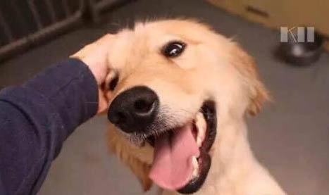 預防狗狗蜱蟲滋生