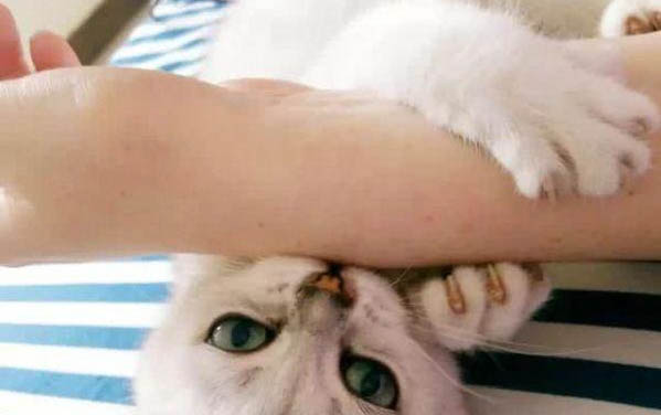 小貓一直叫個不停是怎么回事?