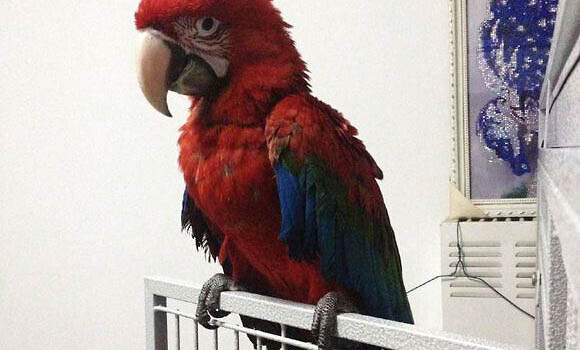 迷你鸚鵡繁殖后小魚可以多久單獨飼養