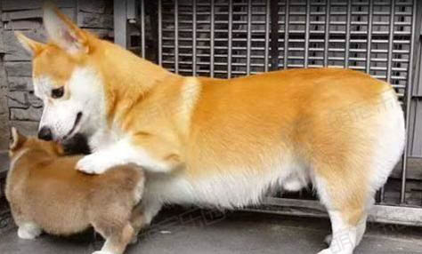 狗狗一興奮就會尿失禁怎么辦