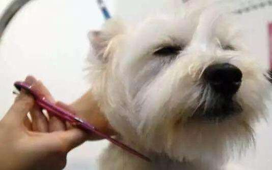 狗狗冬季體外驅蟲多久一次