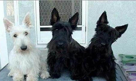 狗狗狂犬疫苗有效期