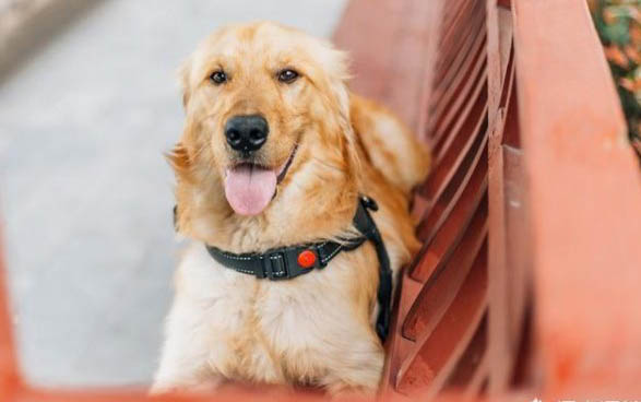 純種比熊犬多少錢一只?