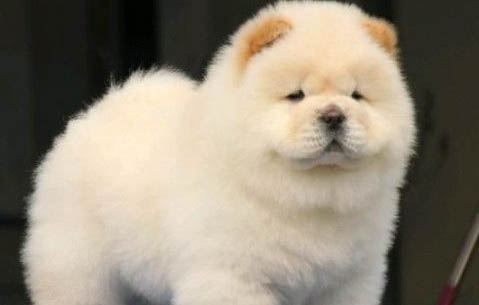 小型松獅犬能長多大