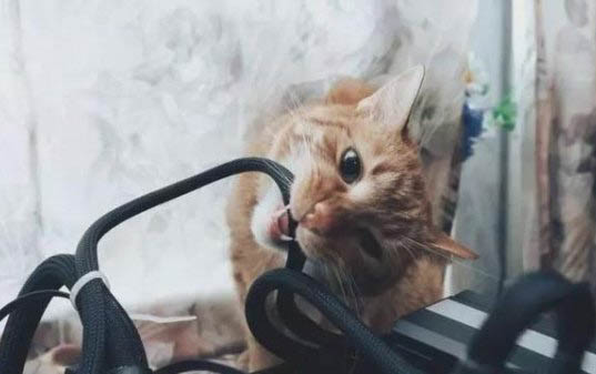 小貓腿摔瘸了多久能自愈