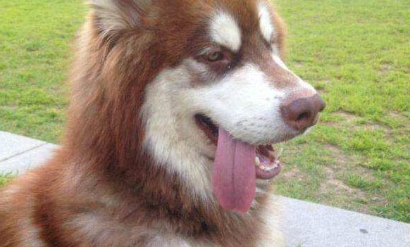 狗狗細小糞便初期
