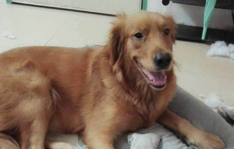 狗狗中暑吃什么藥見效快一點