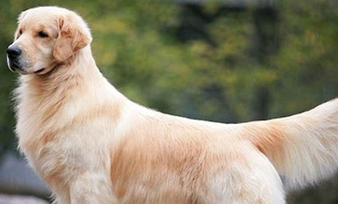 哪里有賣金毛犬
