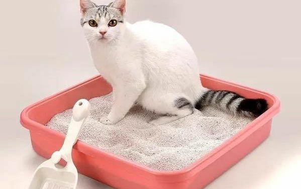 貓咪喜歡吃哪些食物?