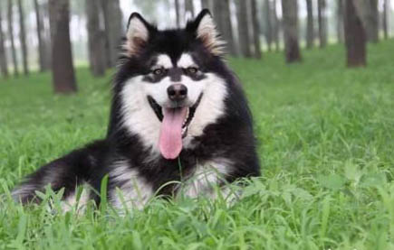 狗狗細(xì)小吐血還能好么
