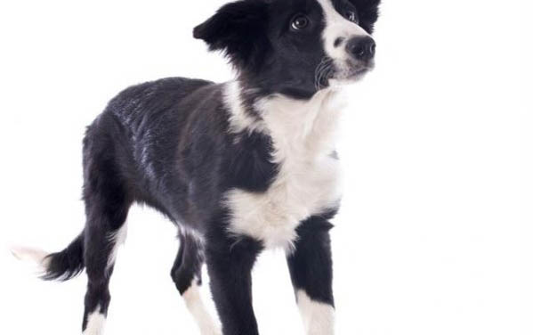 狗狗不能吃的食物有哪些?