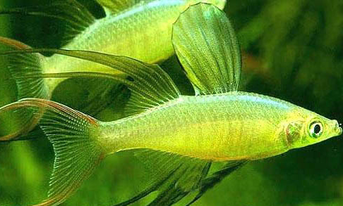 觀賞魚(yú)水質(zhì)分類(lèi)介紹