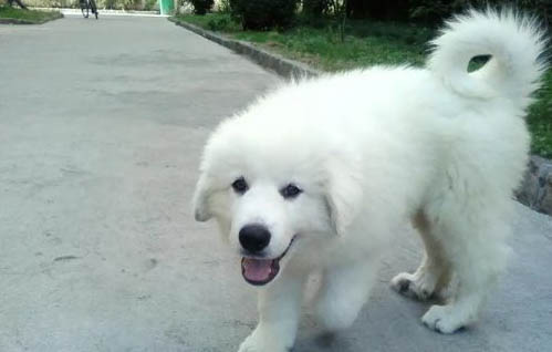 白熊犬幾個月能長成成犬