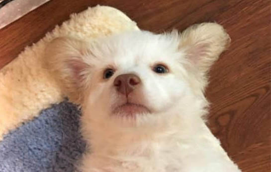 狗狗突然亂尿什么原因?