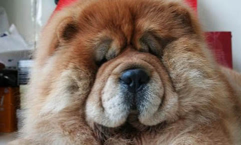 狗狗吃巧克力會死嗎