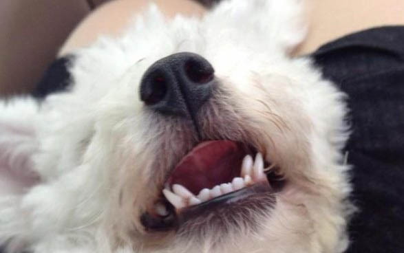 小狗感冒和犬瘟的區別