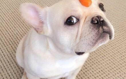 如何防止幼犬舔手？