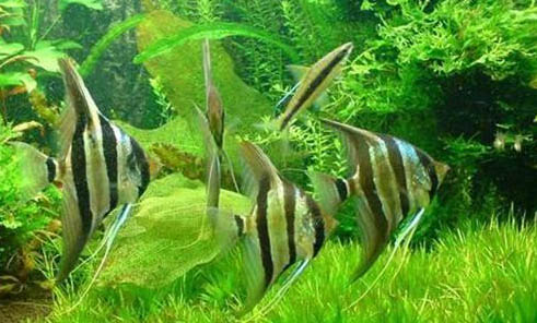 新手養埃及神仙魚注意什么
