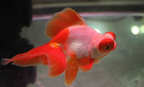 夏天家庭養(yǎng)魚怎么樣避暑啊
